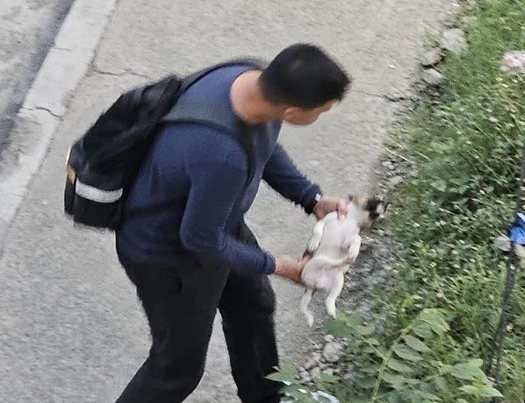 Former Mall Security Guard Jailed & Fined for Throwing Puppy From Footbridge
