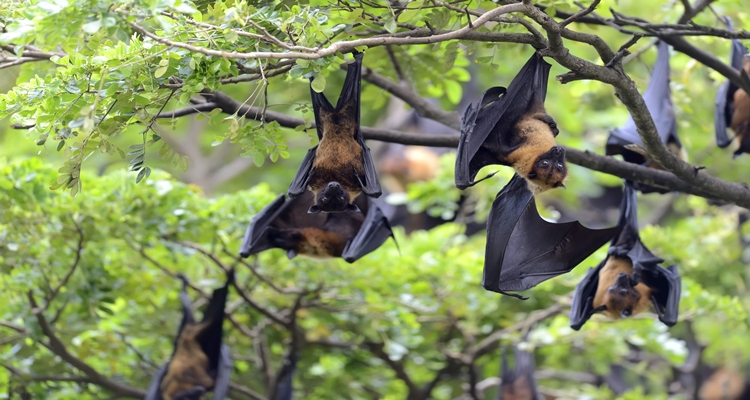 Nipah Virus: What Is It and How It Spreads?