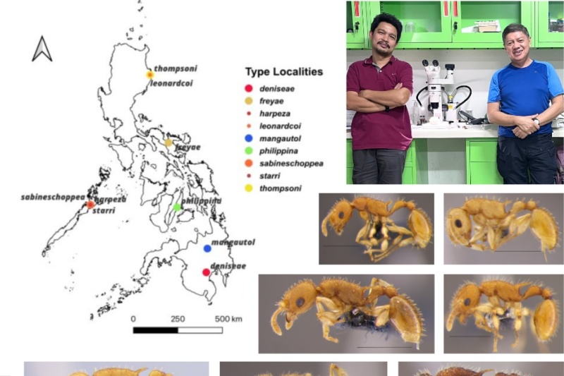 National Museum scientists discover 6 new ant species in the Philippines