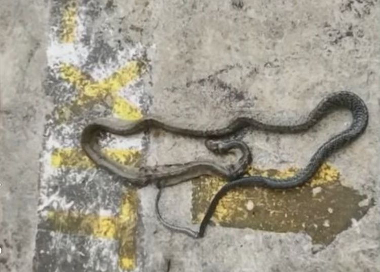 University Utility Worker Bitten by Venomous Cobra in Southern Leyte