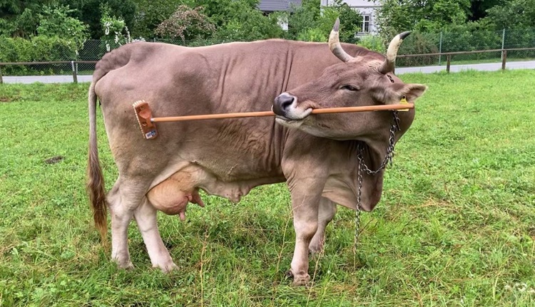 Cow Amazes Experts by Using Stick to Scratch Herself
