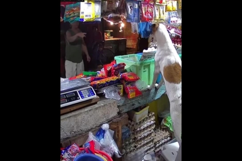 Viral: Playful dog ‘manages’ sari-sari store in Las Piñas