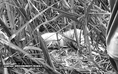 Dalagitang estudyante pinugutan