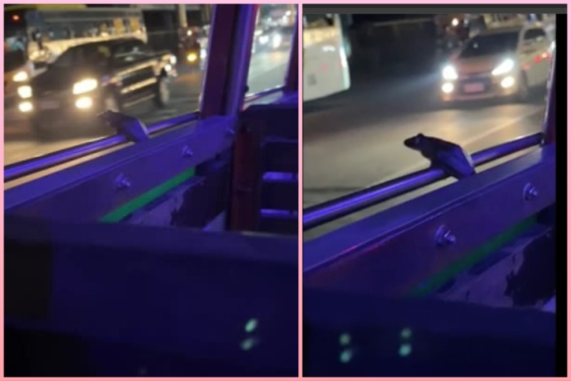 ‘Frog na nag-co-commute mag-isa’: Frog enjoys ride on moving minibus in Bacoor