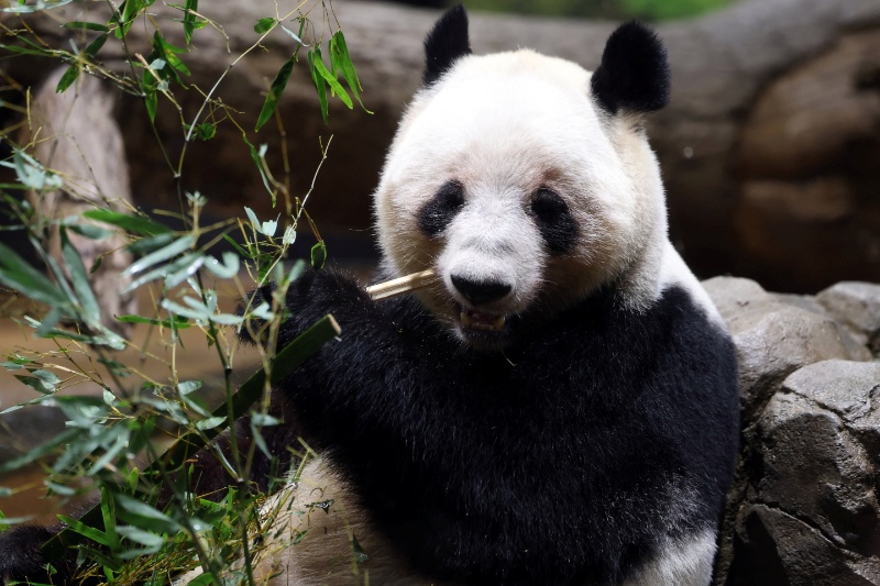Japan-born pandas Xiao Xiao and Lei Lei arrive in China as bilateral ties freeze