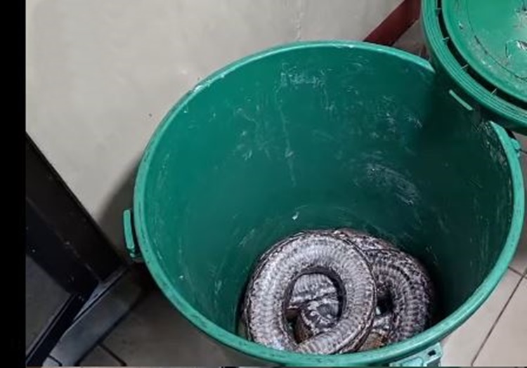 Large Python Safely Caught in Abandoned House in Manila