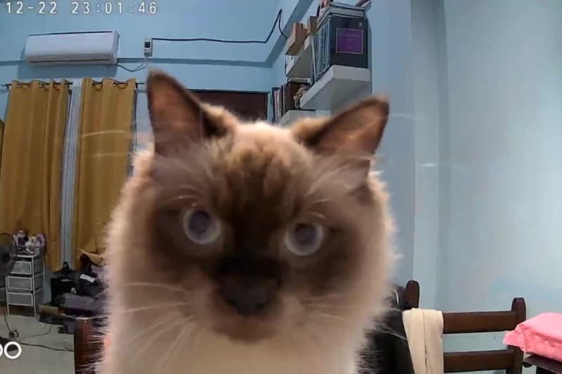 ‘Curious boy’: Pet cat amuses owners as it plays with CCTV camera while they are away