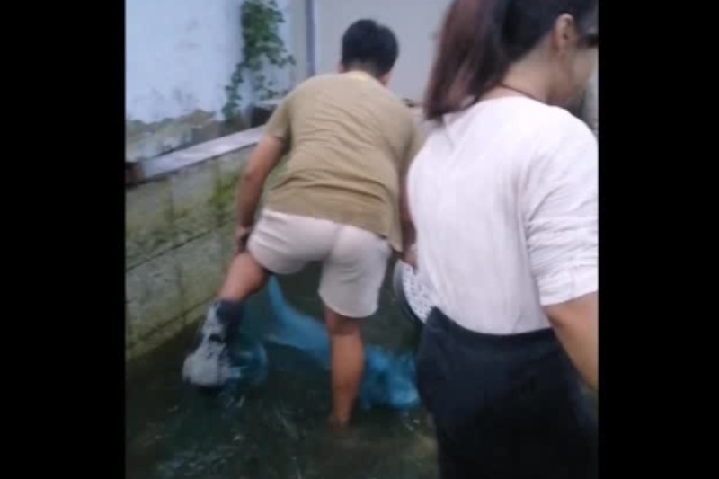 Tilapia on the loose! Fish makes daring escape from bucket in Oriental Mindoro