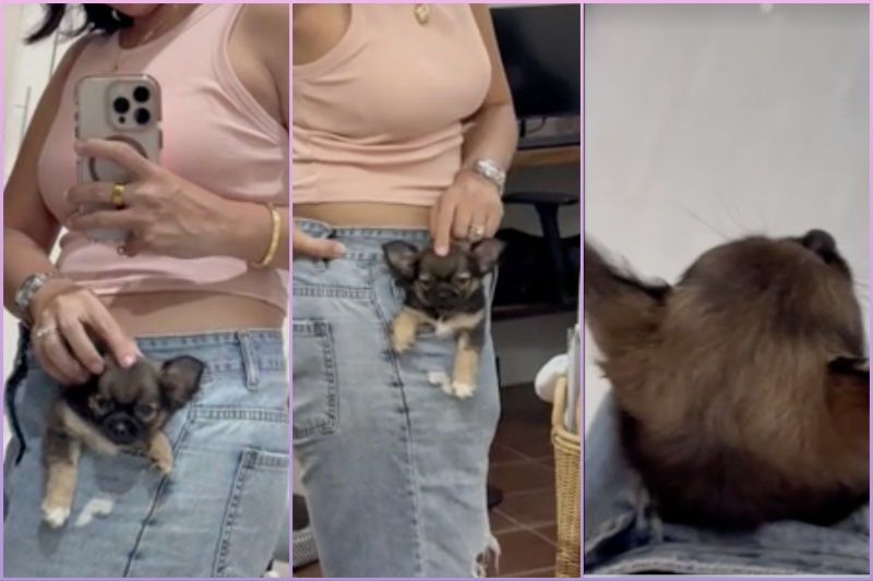 TikTok clip of tiny ‘pocket puppy’ refusing to leave mom’s side charms viewers