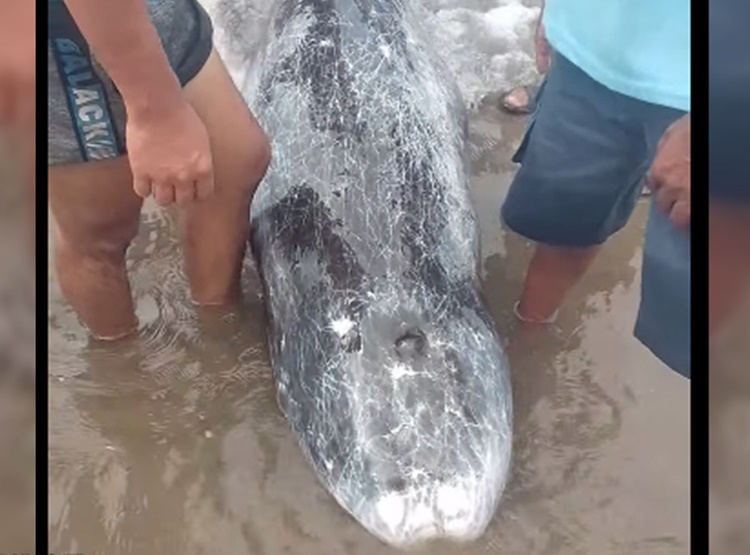 Weak Whale Washes Ashore in Aborlan, Palawan