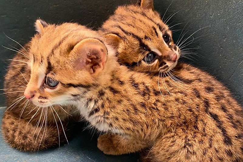 絶滅危惧パラワンヒョウ猫の子猫救出と保護要請