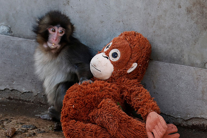 パンチとぬいぐるみが示す愛着理論の真髄