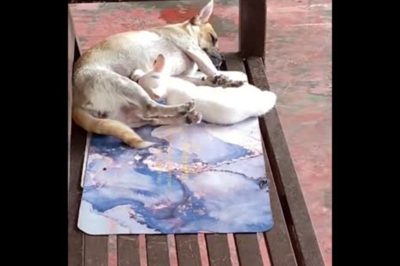 ‘Beautiful moment’: Mother dog breastfeeds to stray kitten adopted as her child