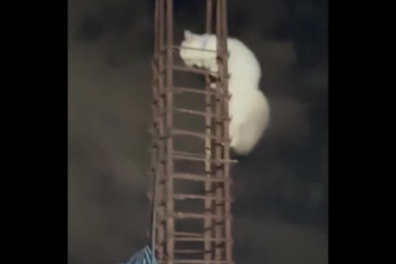 マンデウエでペルシャ猫が鉄筋登り話題に