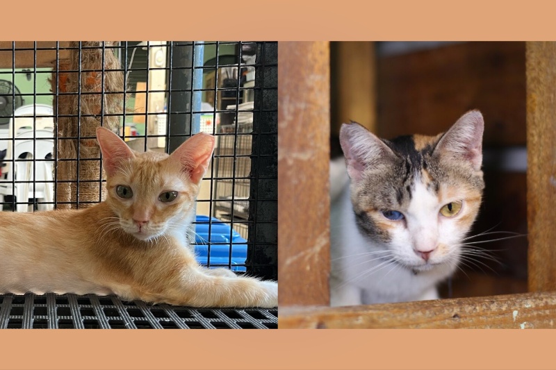 70匹の猫、里親募集中も反応ゼロ