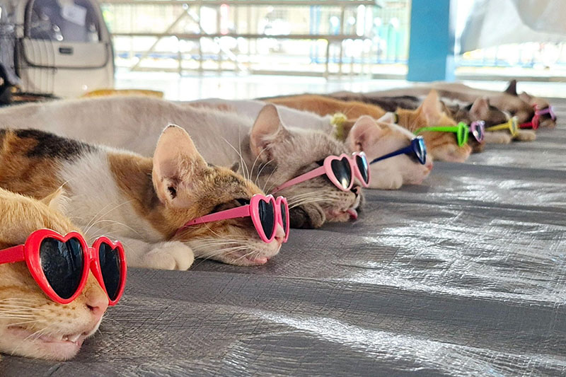 マリキナの避妊イベントで猫たち日光浴姿披露