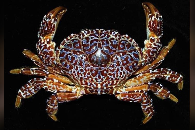 有毒海産物の摂取警告　政府が注意喚起