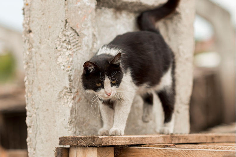 ケソン市で猫虐待死　動物保護法の重要性訴え