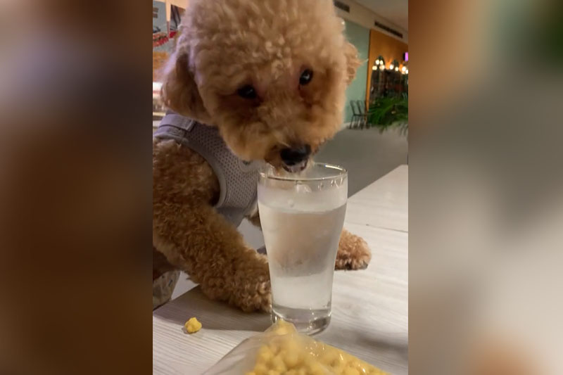 犬に飲ませた飼い主に非難殺到 飲食店での一幕