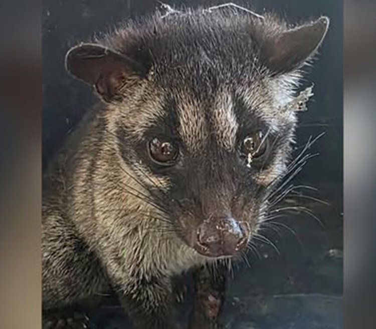 マリンドゥケで保護された若いアラミッド