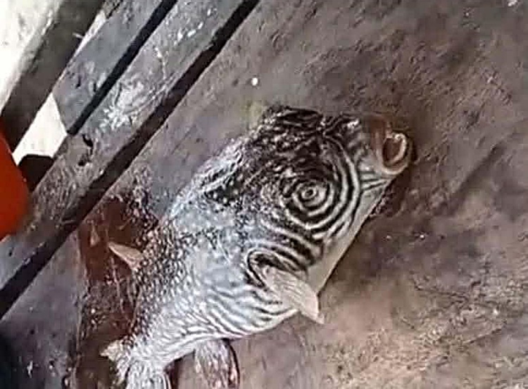 フグ食中毒で3人死亡 マスバテの悲劇