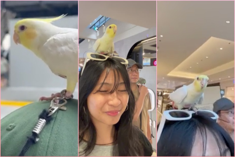 ラズピニャスの少女、愛鳥とショッピングモール散策