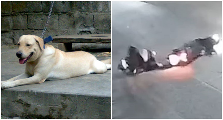 夜間バイク事故 犬と衝突しライダー負傷