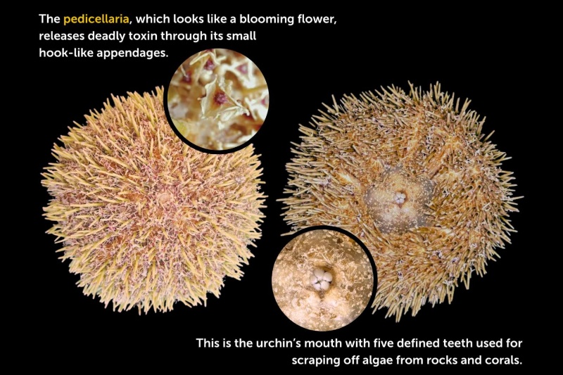 フィリピンの危険なウニ、海水浴客に警告