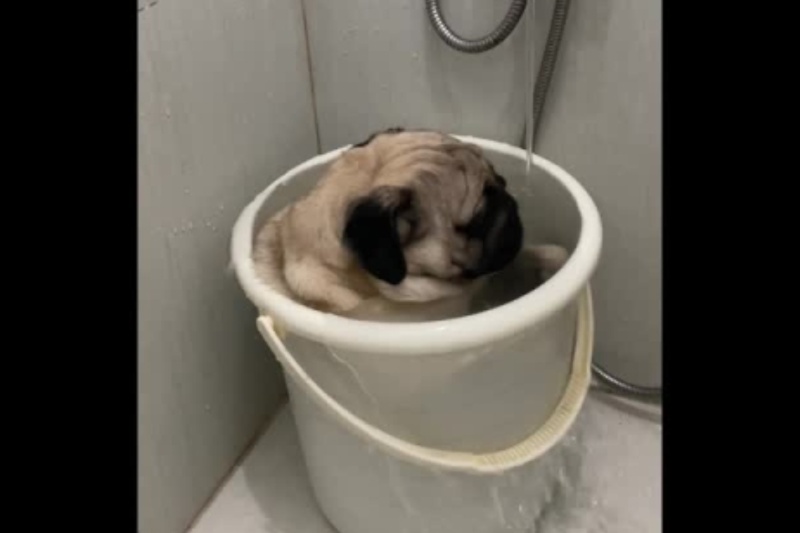 Pug bath