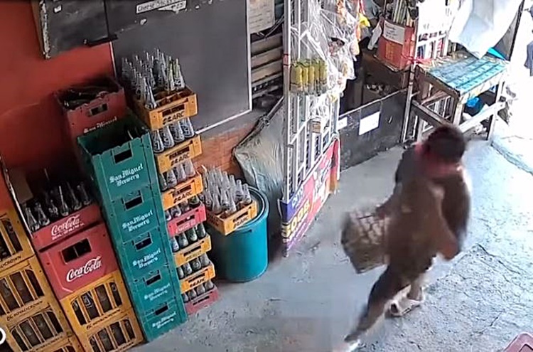 卵泥棒逃走中に転倒 リサールでの珍事件