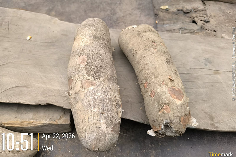 盗難キャッサバにシアン化合物　市民に警告