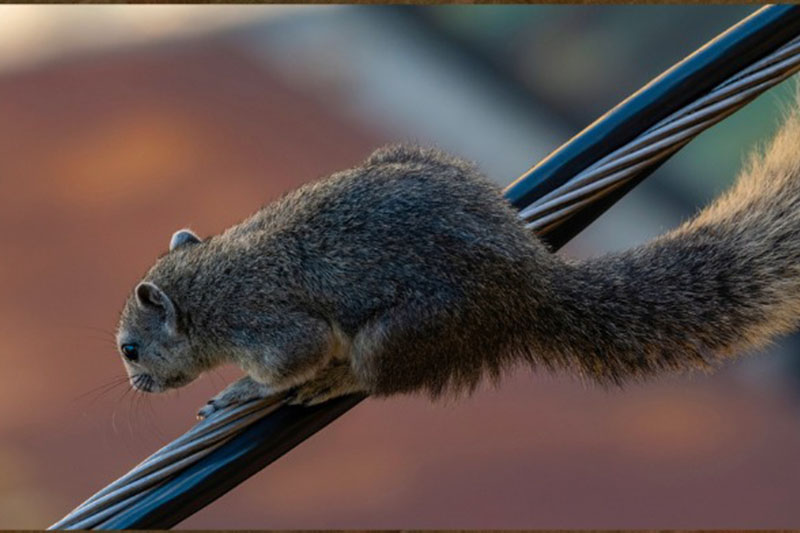 マニラで外来リス目撃、地元生態系に懸念