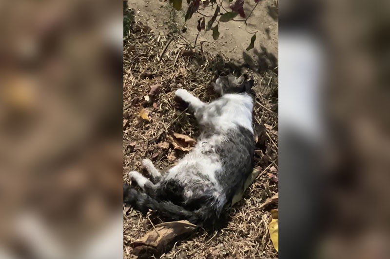 目撃者求む　「ゴースト」虐待事件で証言募集