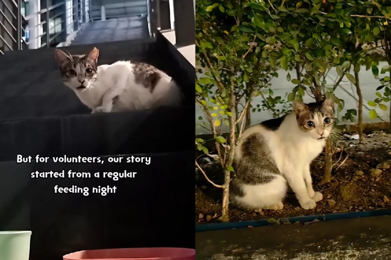 地域猫ゴーストの旅路と悲劇の結末