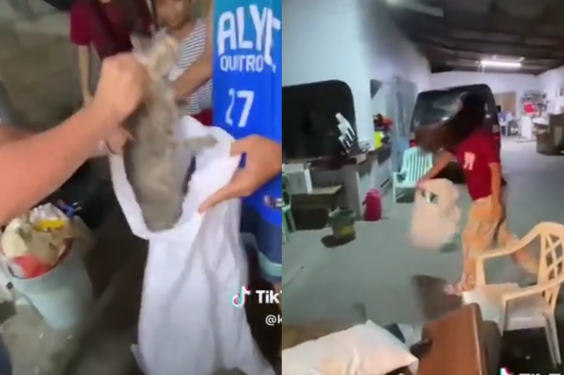 妊娠猫虐待動画に非難殺到 タルラック