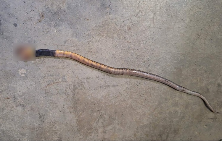 女子選手コブラに噛まれ緊急搬送、SRAA前