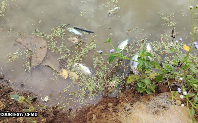 カマリネス・スルで魚大量死、猛暑が影響か