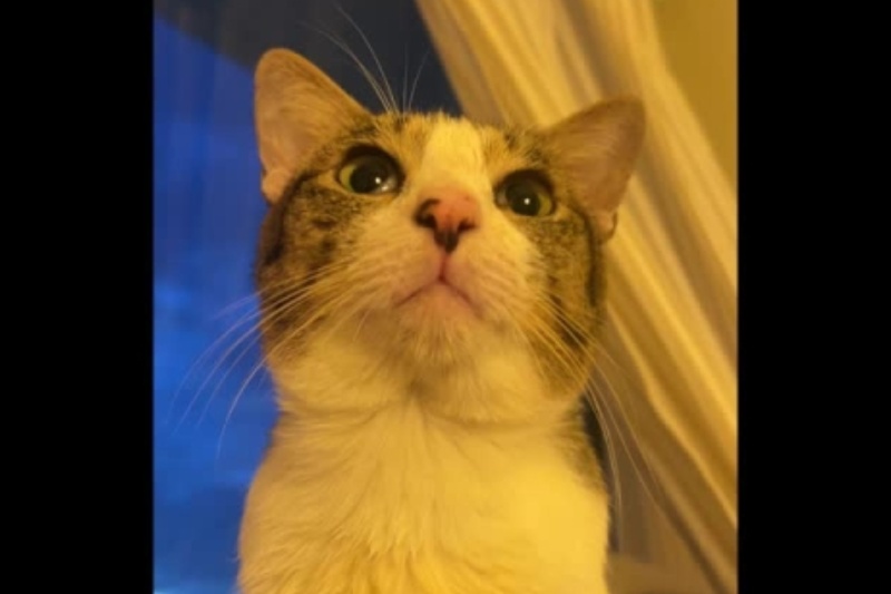 「クークー猫」ケビン、ネットで話題沸騰