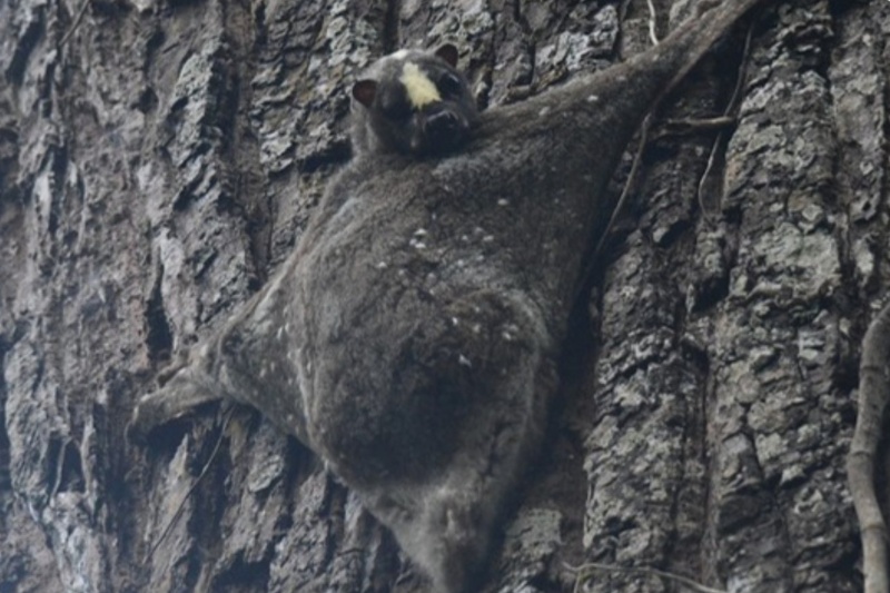 比類なき姿　カグワン、アポ山で目撃