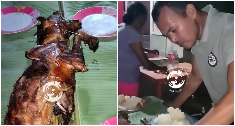 ボホールの犬虐待疑惑 動物保護団体が正義訴え