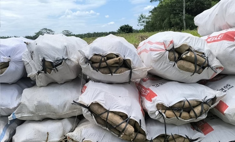 毒キャッサバ盗難 タグム市が警告