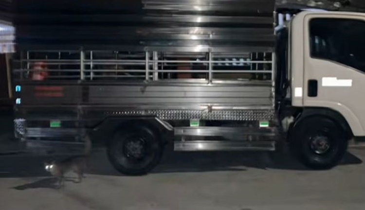 ケソン市でトラック燃料盗難被害、CCTV映像公開