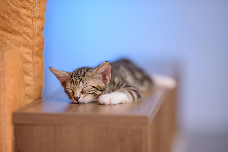子猫が看護学生の模擬患者に大変身