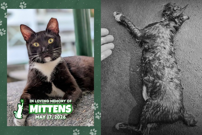 Mittens