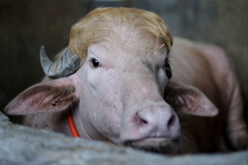 Albino buffalo bangladesh