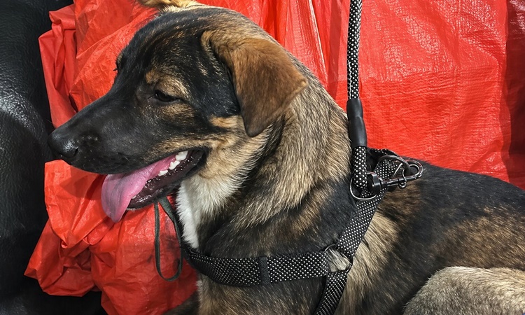 失踪犬の焼却問題で隣人と対立
