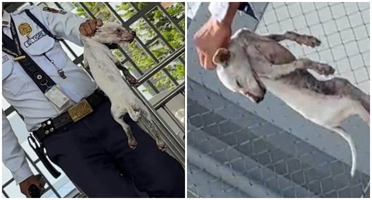 レガスピ市で子犬虐待疑惑 動物愛護団体が非難