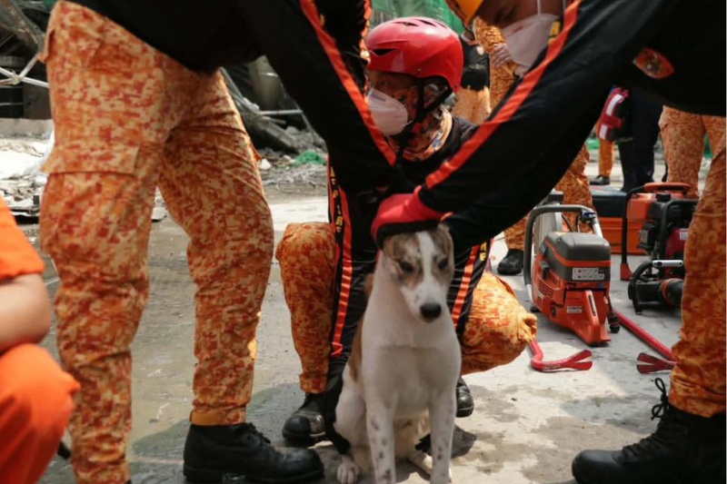 建物崩壊現場から奇跡の犬救出