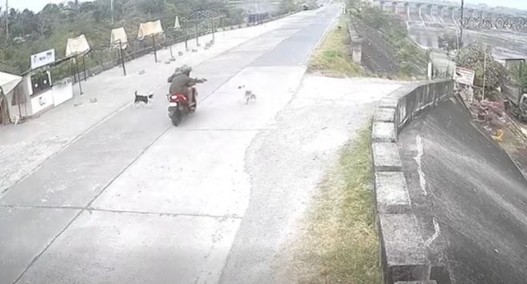 オートバイ乗りが犬を射殺 イズベラで波紋