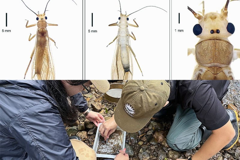 ラメサ流域で新種のカワゲラ発見